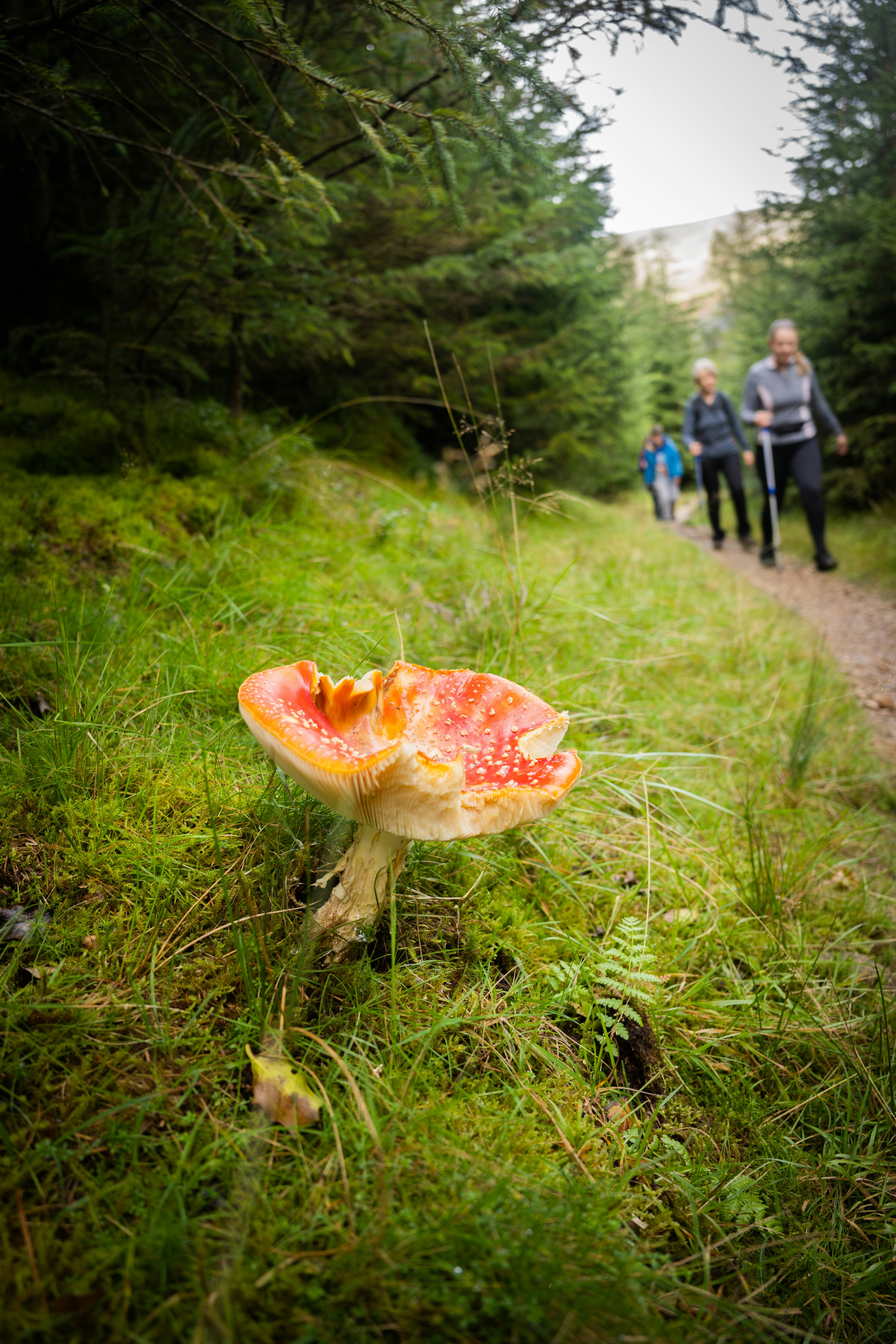 red and white mushroom on green grass field